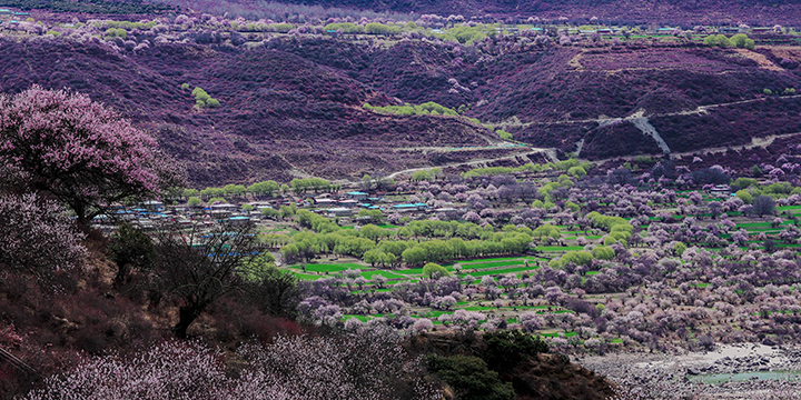 Photography Tips for Peach Blossoms in Nyingchi