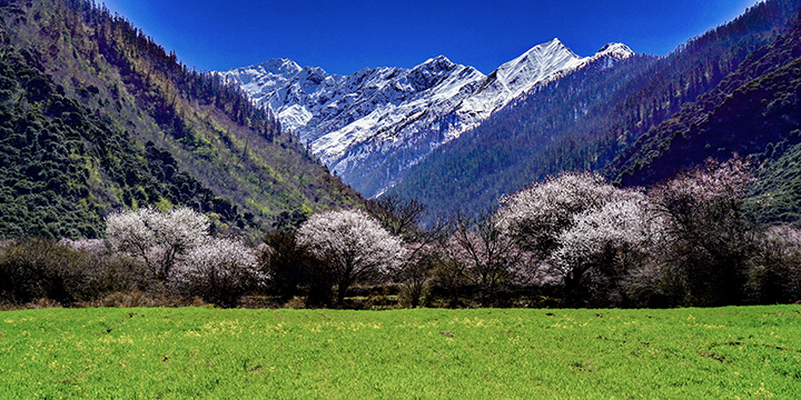 Photography Tips for Peach Blossoms in Nyingchi
