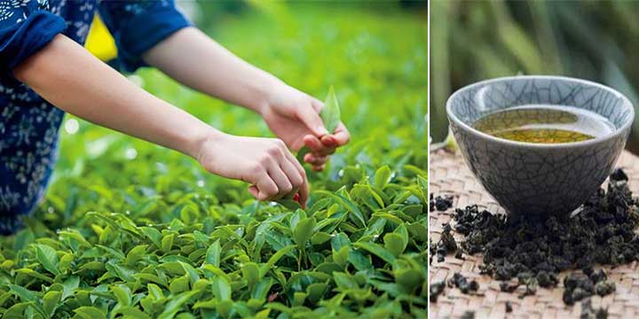 Anxi Oolong Tea