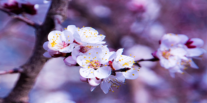 Apricot Flower Photography Tour in Toksun