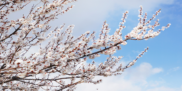 Apricot Flower Photography Tour on Pamir Plateau