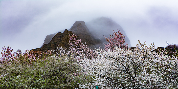Apricot Flower Photography Tour in Iri
