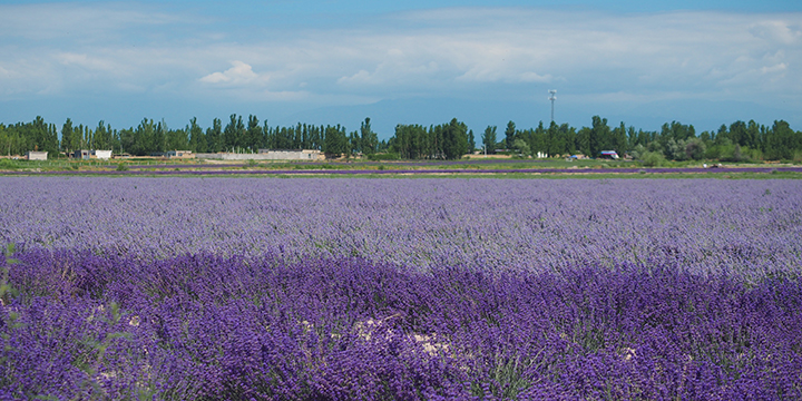 Photography Tips for Lavenders in Ili