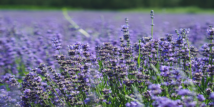Photography Tips for Lavenders in Ili
