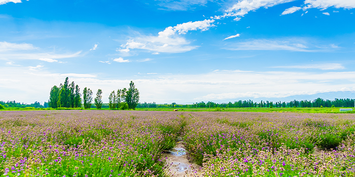 Yili Lavenders