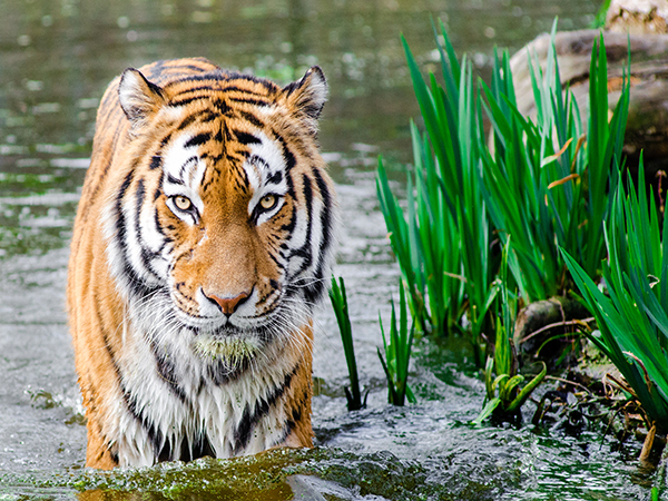 Siberia Tiger Park