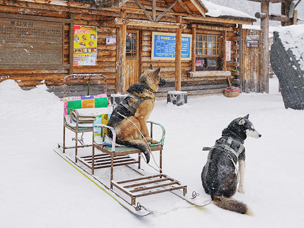 How to plan a trip to China Snow Town from Harbin