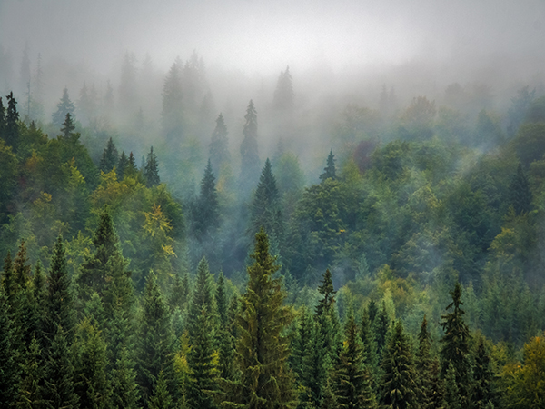 Larch Forest in the Great Khingan Mountains