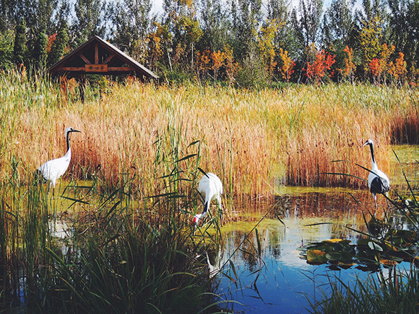 Sanjiang Plain Wetland