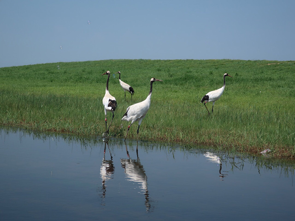 Zhalong Wetland