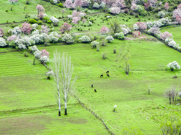 Grasslands in Ili