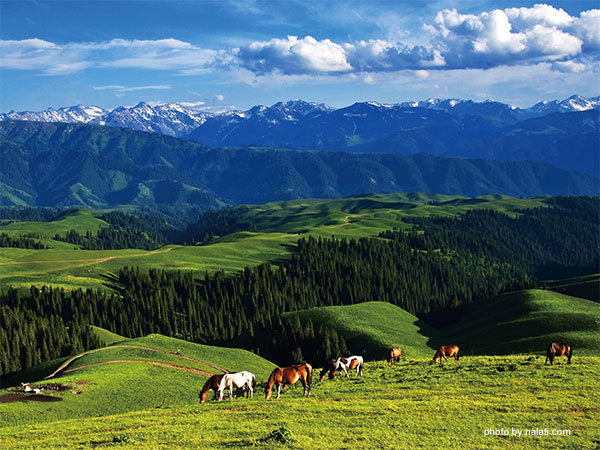 Nalati Grassland