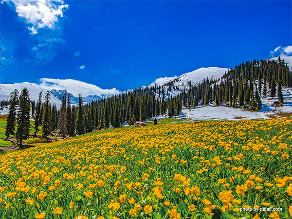 Grasslands in Ili