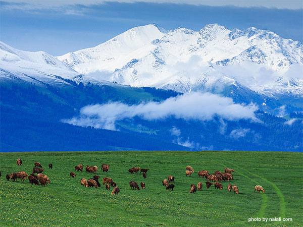 Nalati Grassland