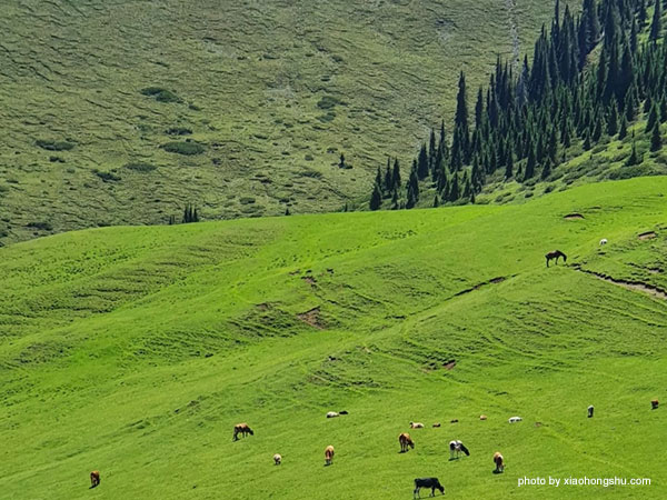 Nanshan Pasture