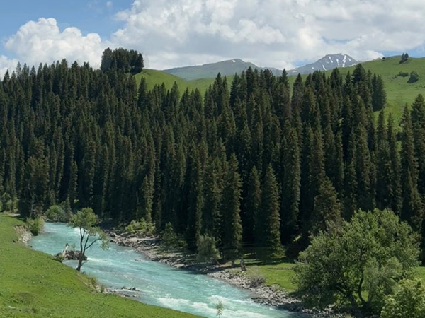 Tangbula Grassland