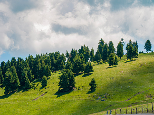 Tianshan Picea Schrenkiana