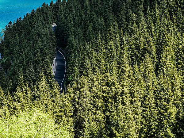 Tianshan Picea Schrenkiana