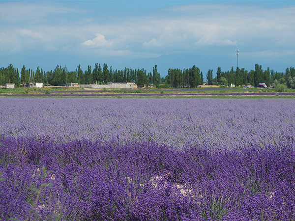 Yili Lavenders