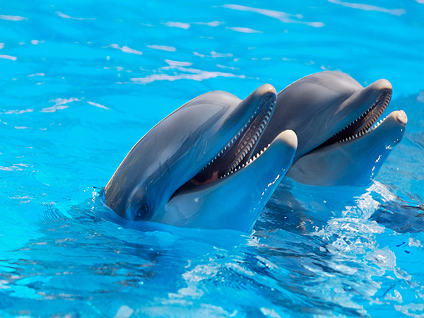 Activities Suit for Kids and Students in Beijing,Aquarium Show Aquarium Show