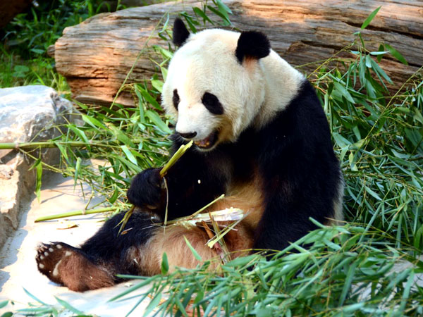 Beijing Zoo