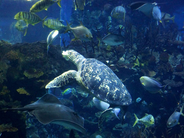 Beijing Aquarium