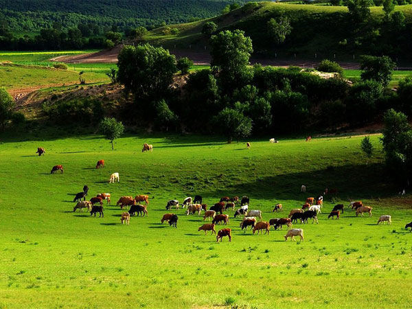 Bashang Grassland