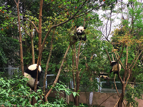 How to plan a trip to Chengdu Panda Base