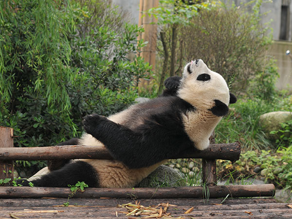 /pic/city/chengdu/attractions/Chengdu-Research-Base-of-Giant-Panda-Breeding-18.jpg