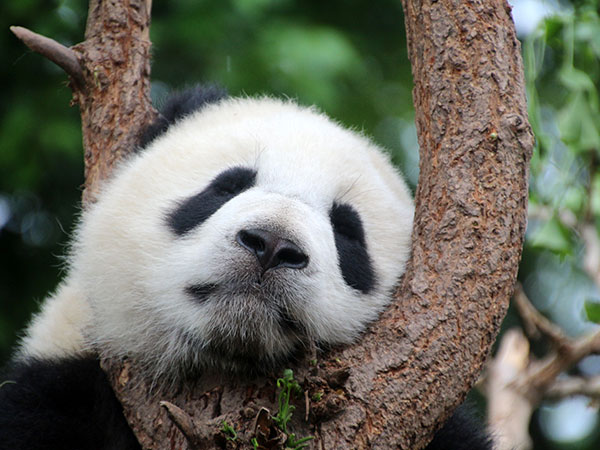 11 Days Beijing-Xi'an-Chengdu-Shanghai Group Tour