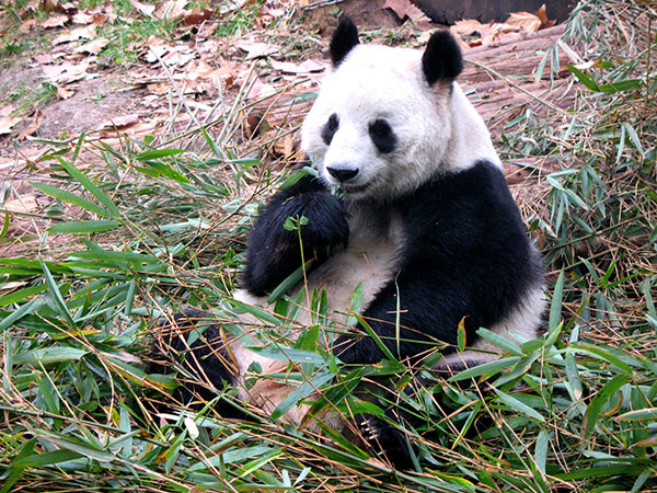 4 Days Best Chengdu Tour