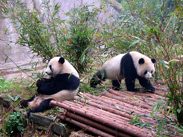 /pic/city/chengdu/attractions/Chengdu-Research-Base-of-Giant-Panda-Breeding-9.jpg