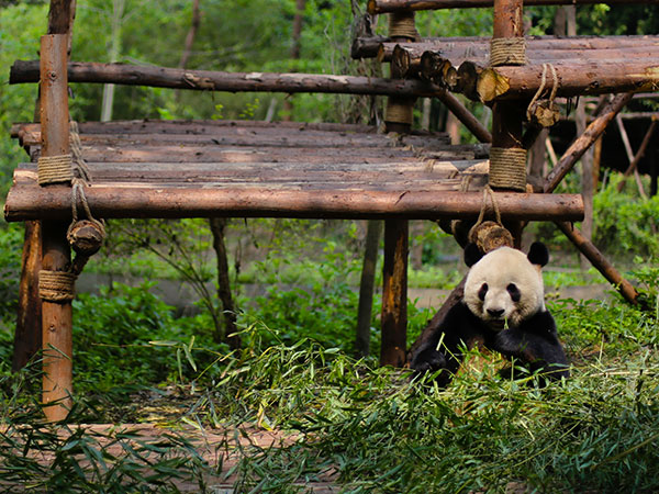Wolong Panda Reserve