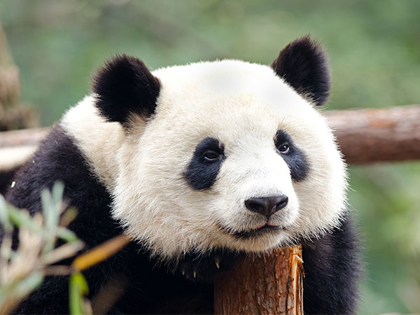 Dujiangyan Panda Base