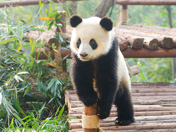 Dujiangyan Panda Base