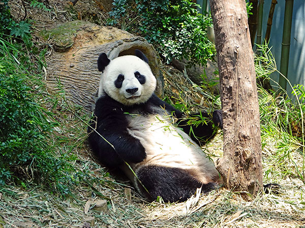 Dujiangyan Panda Base