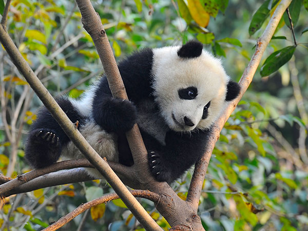 Dujiangyan Panda Base
