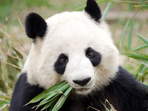Dujiangyan Panda Base