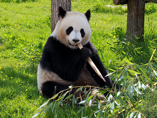 Giant Panda