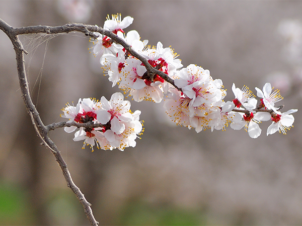 Best Places to See Spring Blossoms in Chengdu