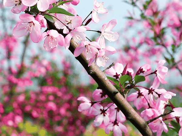 Best Places to See Spring Blossoms in Chengdu