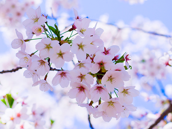 Best Places to See Spring Blossoms in Chengdu