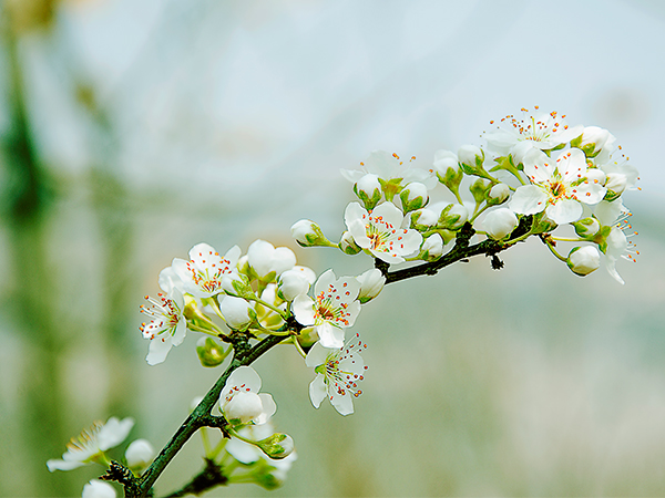 Best Places to See Spring Blossoms in Chengdu