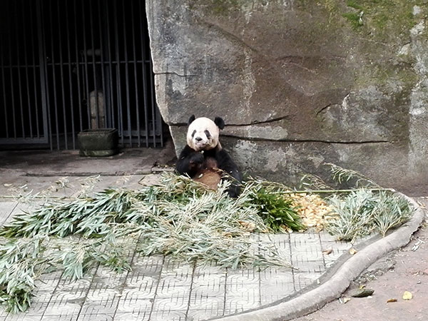 Chongqing Zoo (Panda Room)