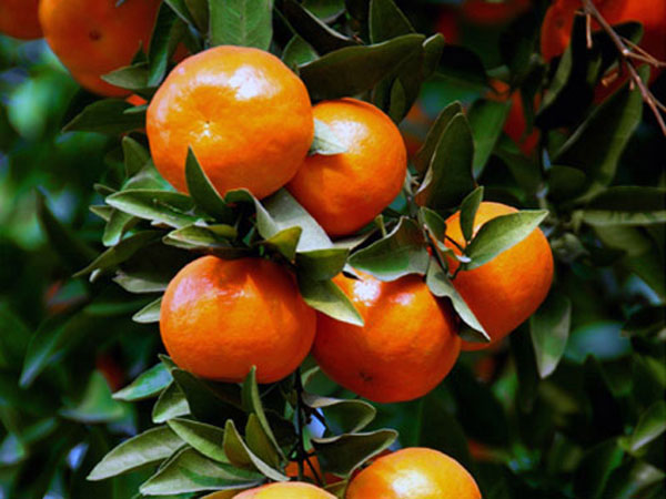 Jiangjin Orange