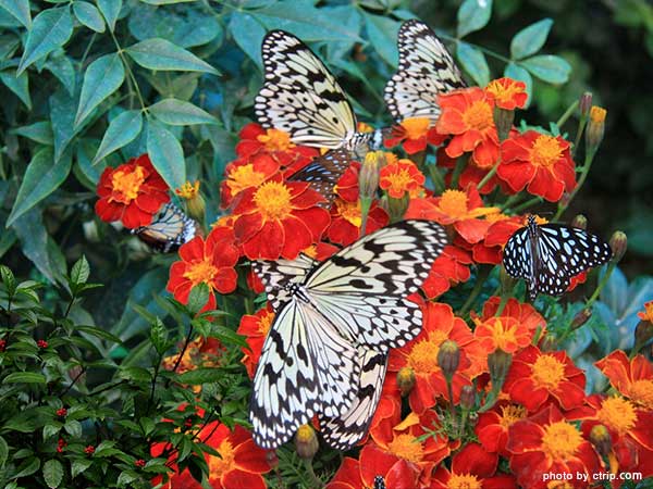 Butterfly Spring