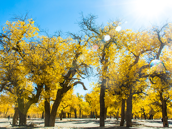 Photography Tips for Ejina