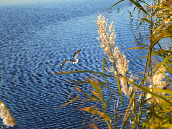 Photography Tips for Ejina