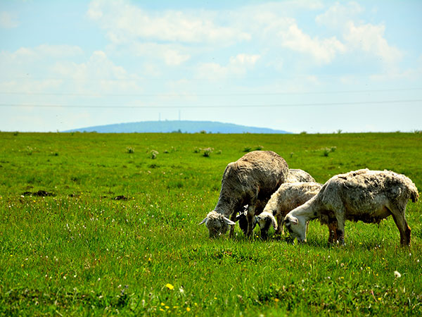 Highland Grassland in Western Sichuan