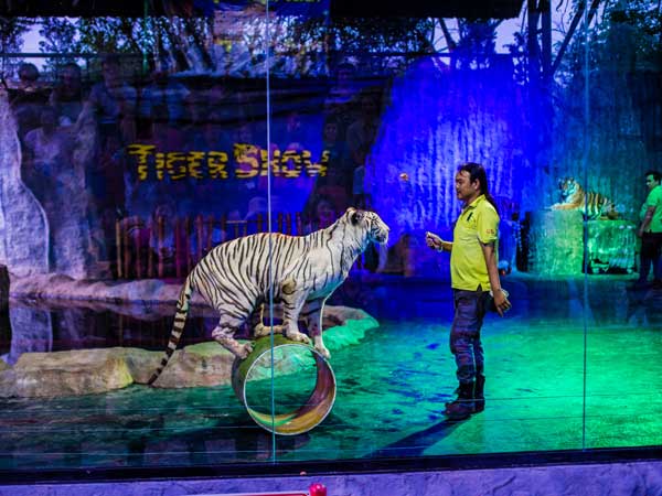 Chimelong International Circus in Guangzhou Chimelong International Circus
